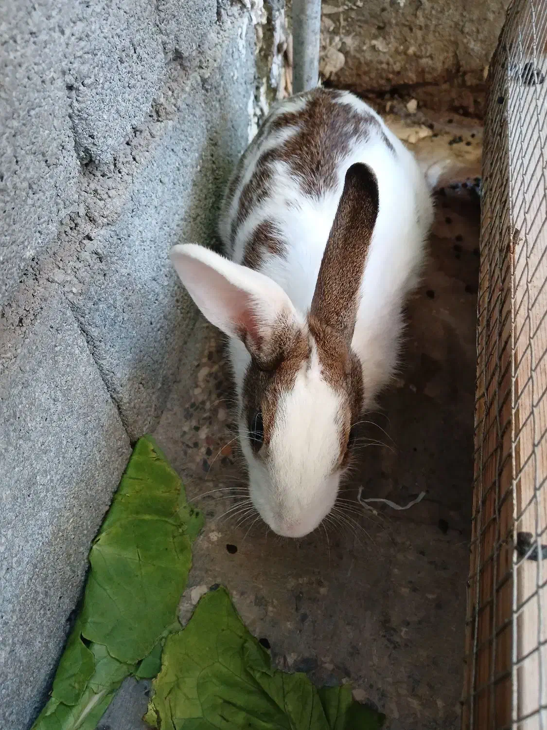 خرگوش|موش و خرگوش|بندرعباس, |دیوار