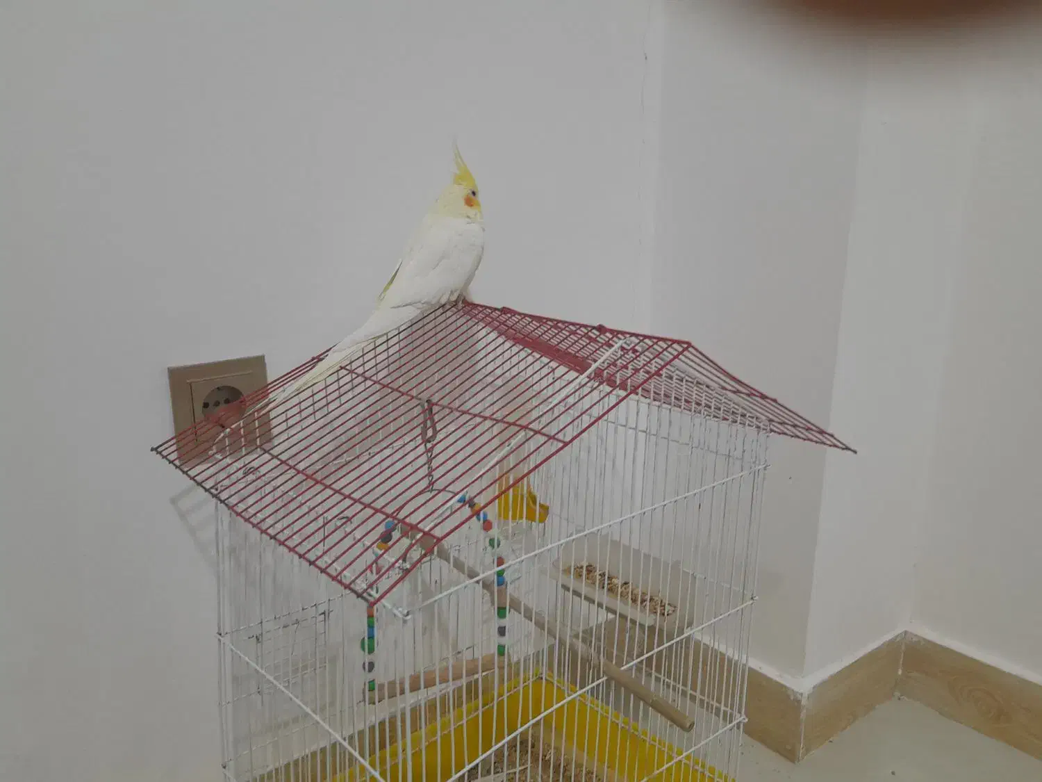 عروس هلندی ماده|پرنده|قروه, |دیوار