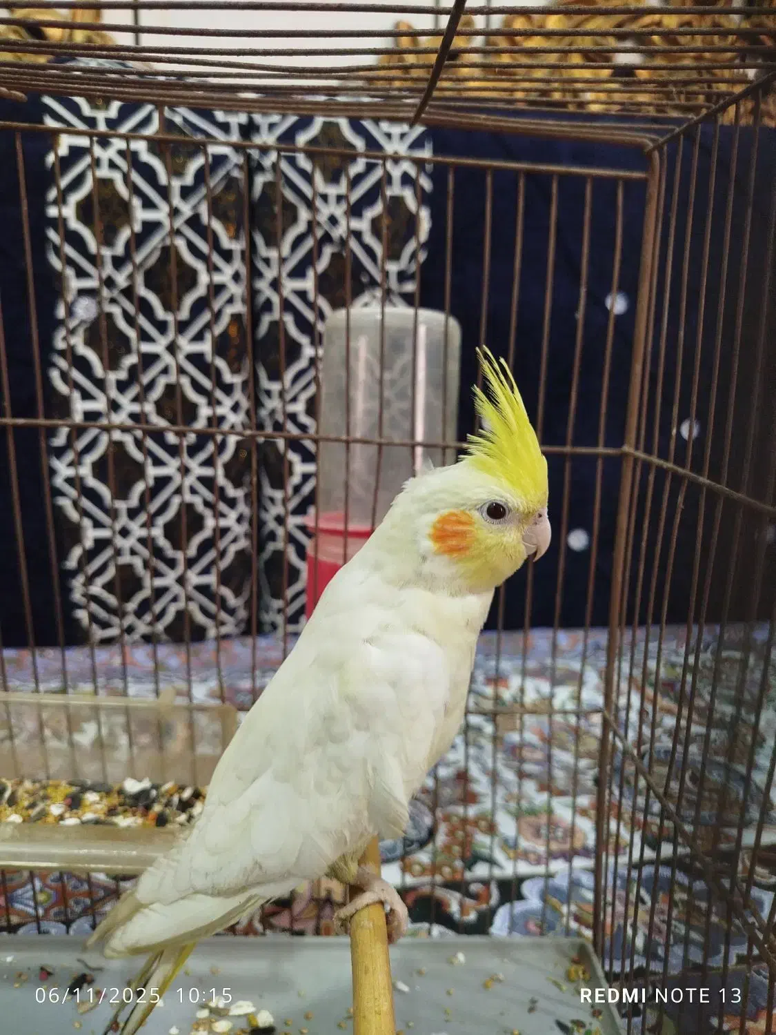 لاعروس پاریس|پرنده|کارون, |دیوار