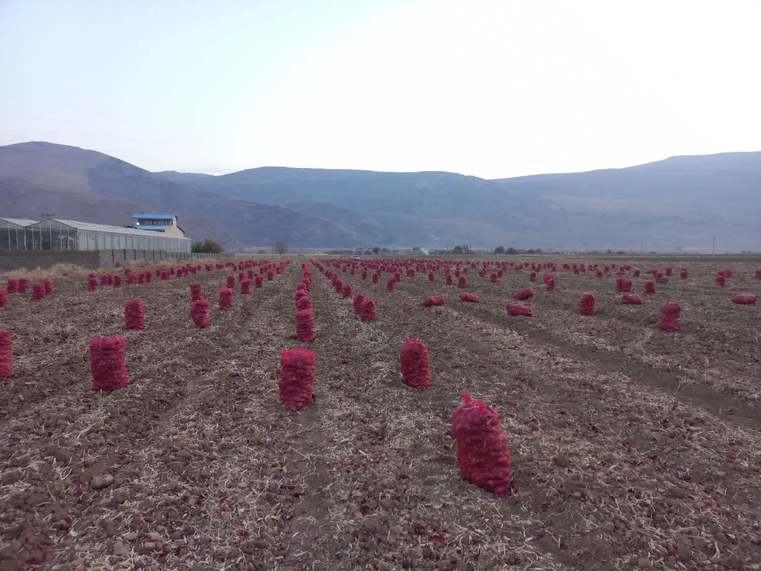 فروش عمده پیاز قرمز|خوردنی و آشامیدنی|دینور, |دیوار