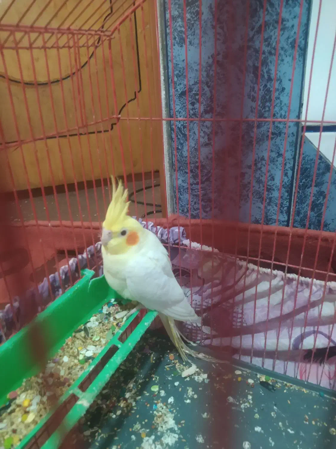 عروس هلندی لوتینو|پرنده|بندر ماهشهر, |دیوار