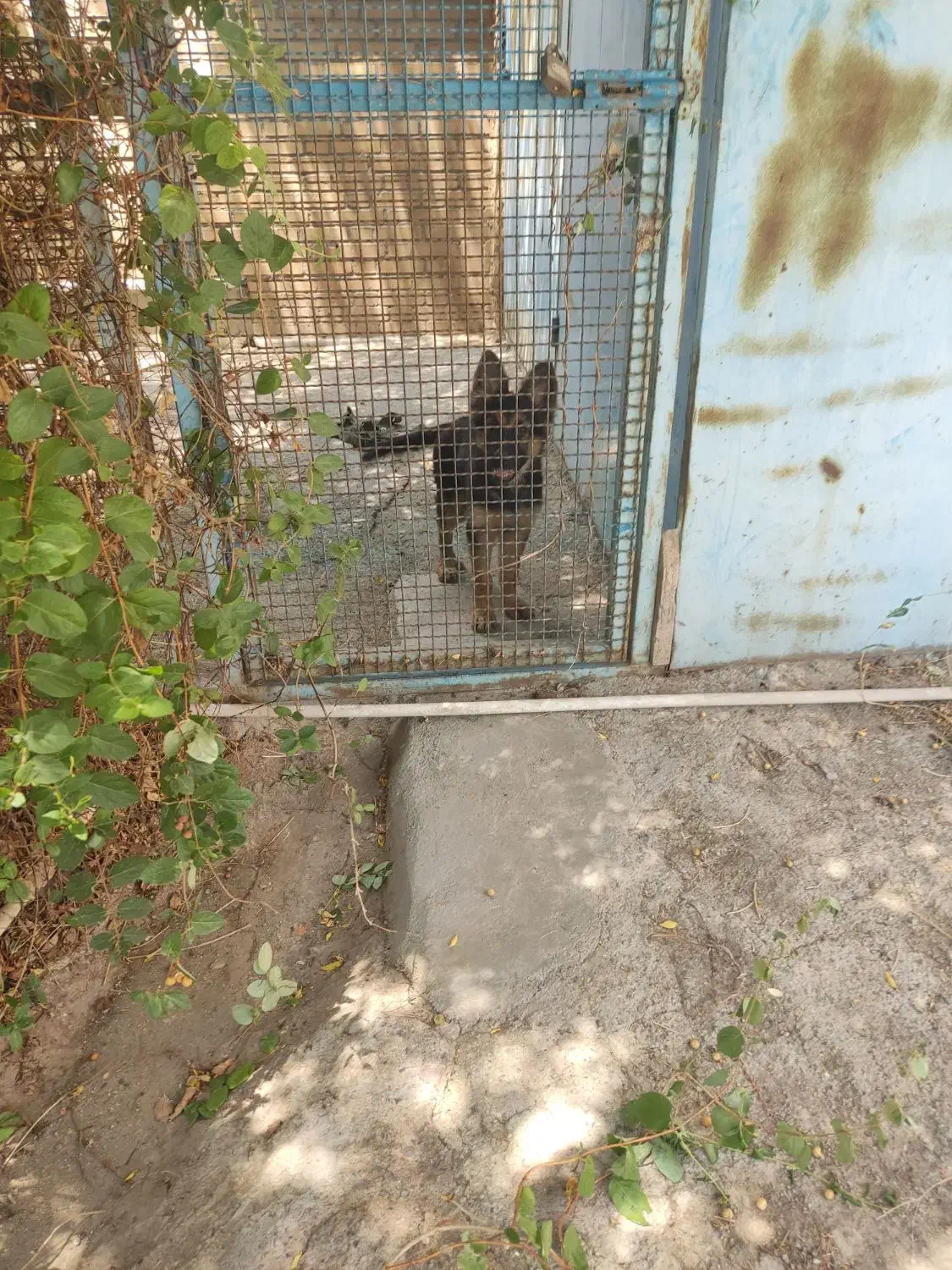 گم شدن سگ|حیوانات|اشتهارد, |دیوار