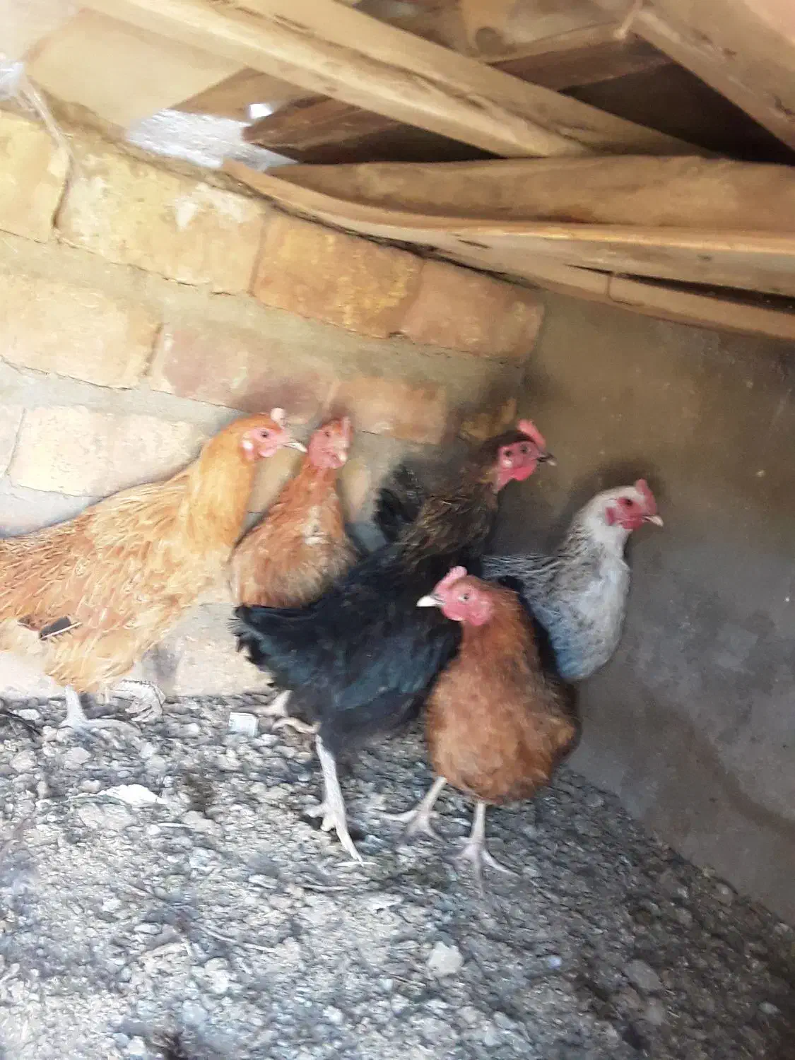 مرغ محلی جوان|حیوانات مزرعه|ششتمد, |دیوار