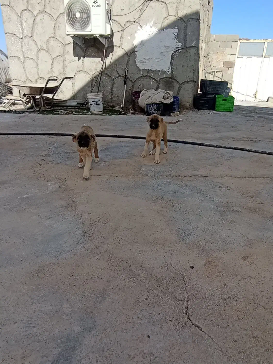 توله سگ بومی خوش رنگ|سگ|شهرضا, |دیوار