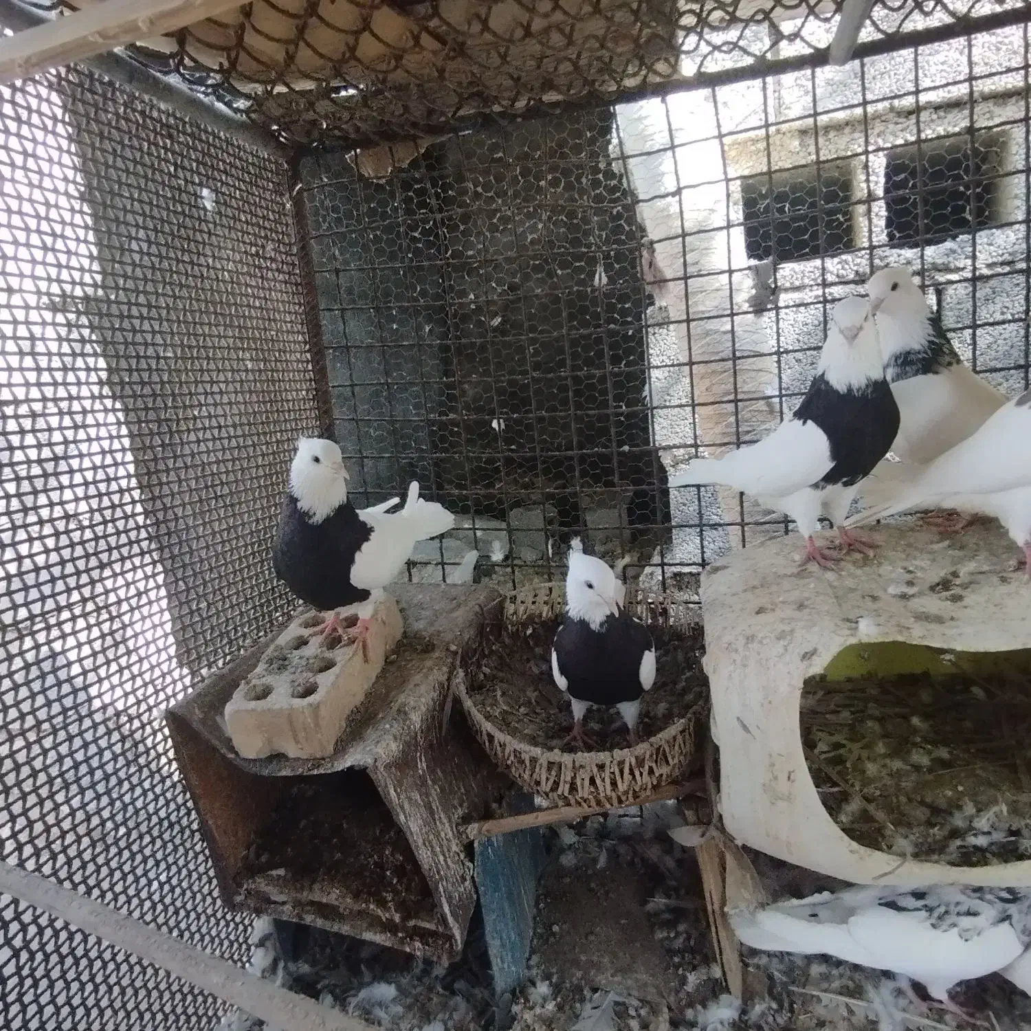 کبوتر طوقی|پرنده|بندرعباس, |دیوار