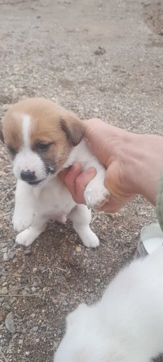 سگ پاکوتاه نژاد دار مناسب نگهداری|سگ|زنجان, |دیوار