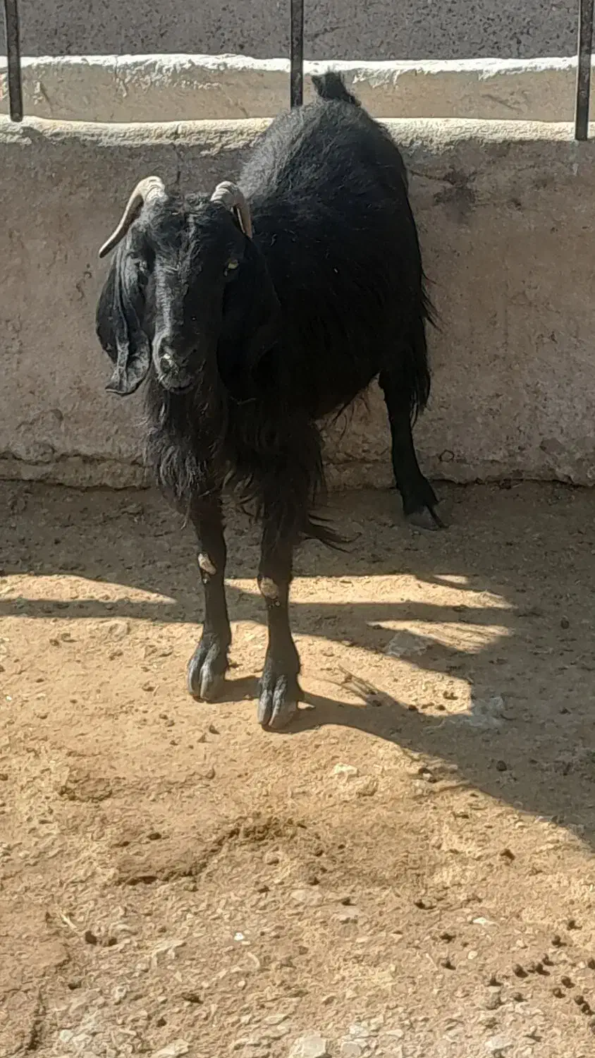 گیسه کولار چبش و بز جوان وبره سبک ۲۰کیلویی|حیوانات مزرعه|مرودشت, ده بید|دیوار