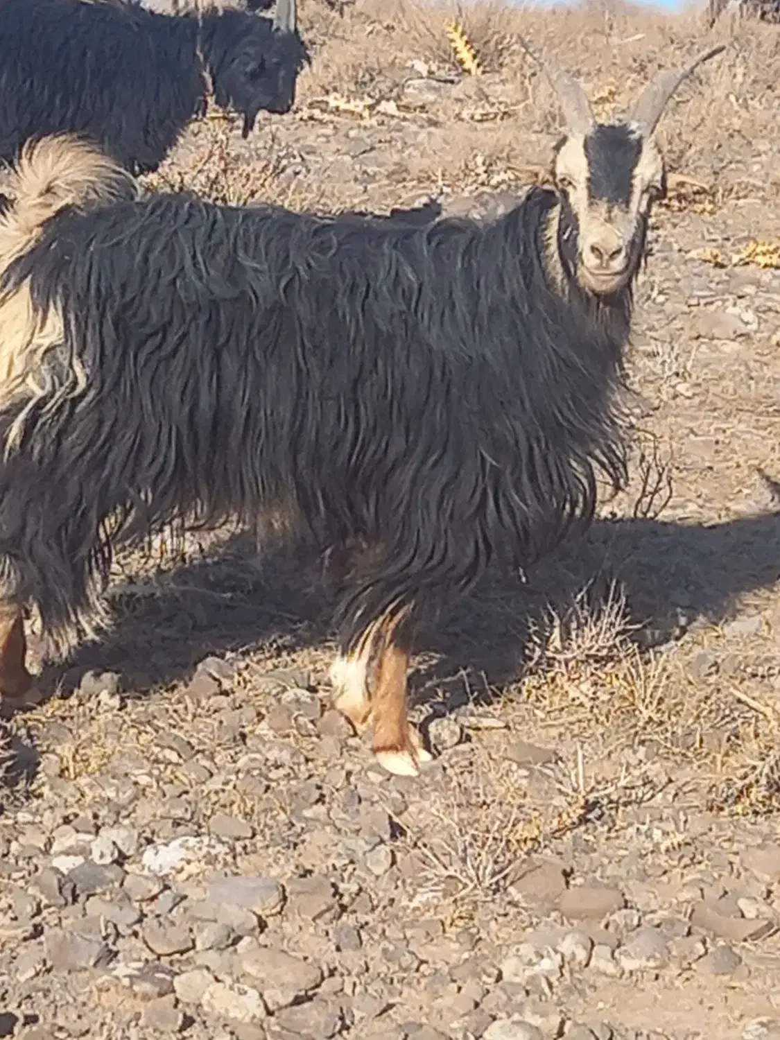 ببز|حیوانات مزرعه|اراک, |دیوار