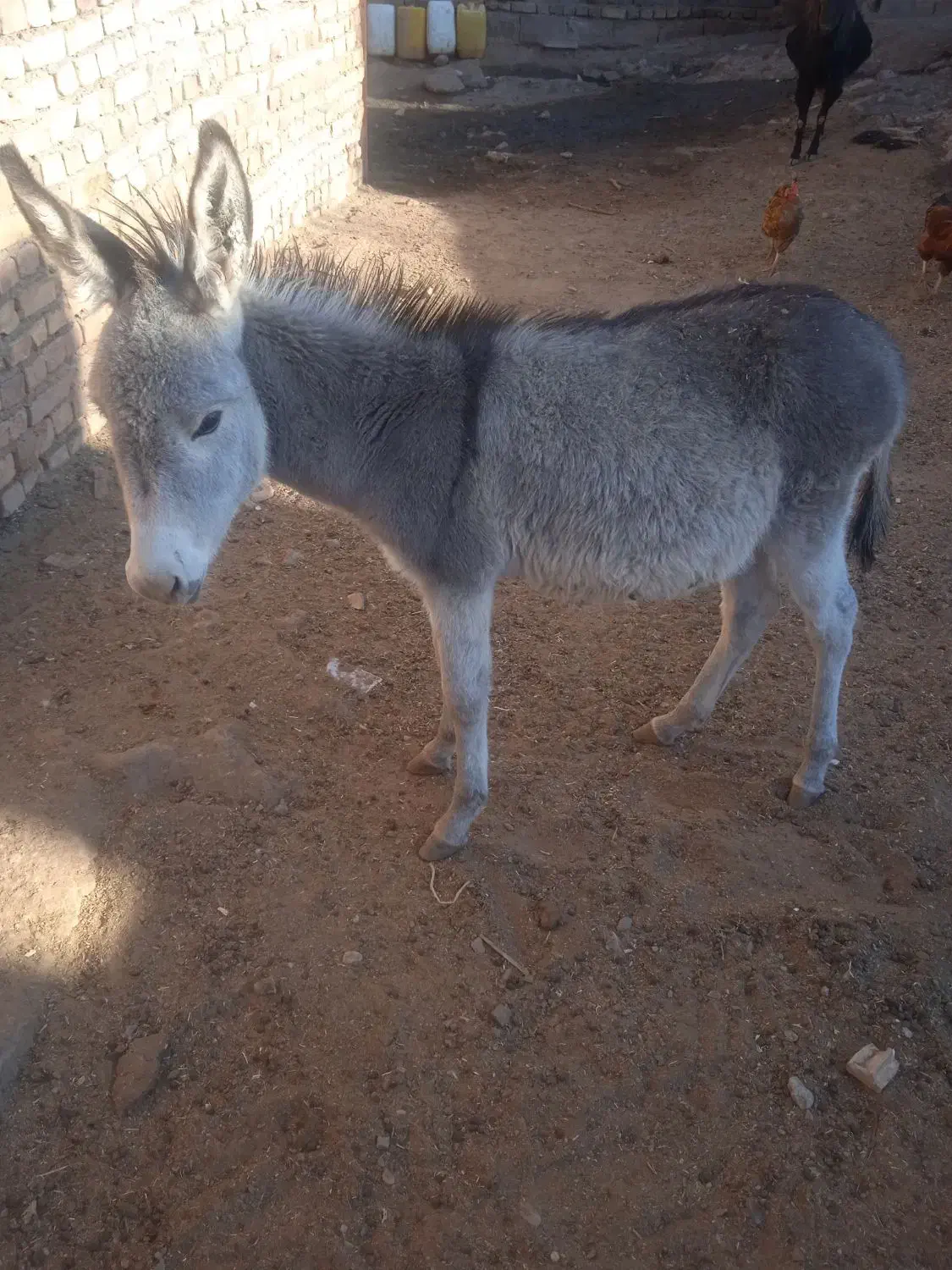 فروشی|حیوانات مزرعه|تربت جام, میان جام|دیوار