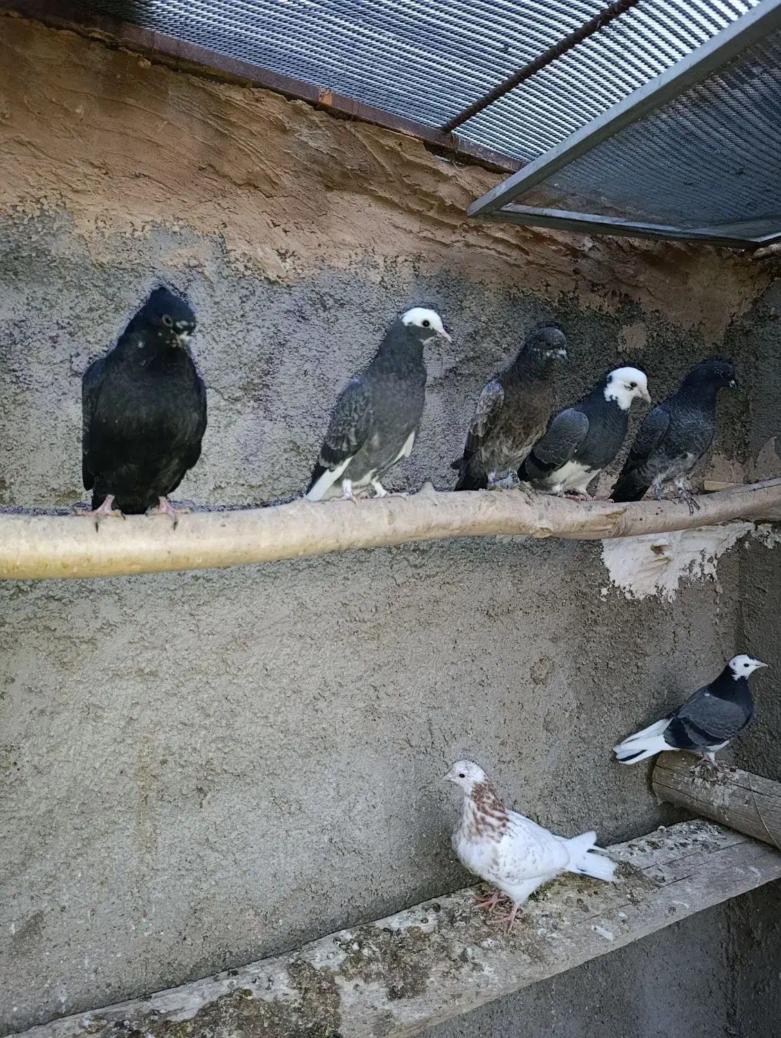 جوجه پرشی|پرنده|پاکدشت, پارچین|دیوار