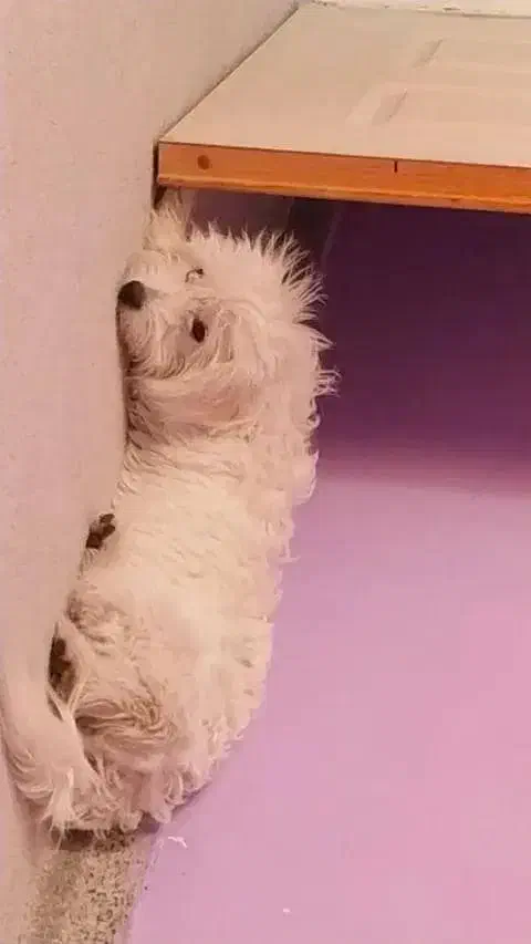 سگ گمشده|سگ|بوستان, |دیوار