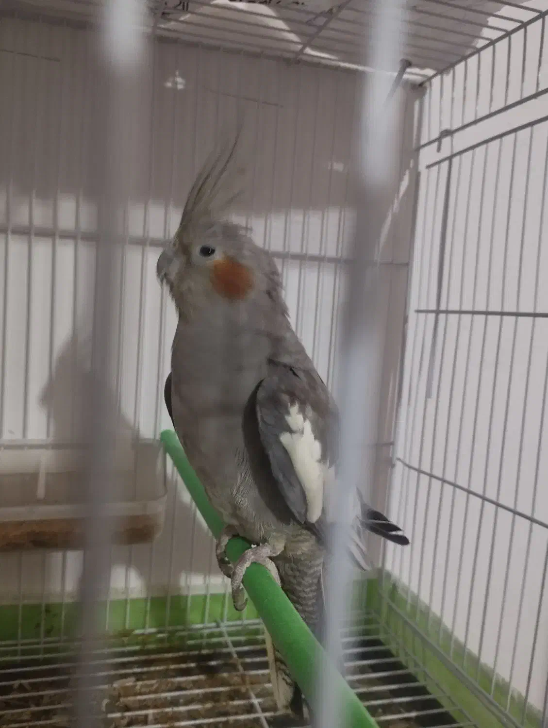 یک جفت عروش هلندی به شرط|پرنده|تربتحیدریه, اندیشه|دیوار