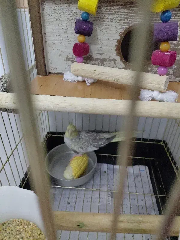 جوجه عروس هلندی تاره به دون خوری افتاده|پرنده|ابهر, |دیوار