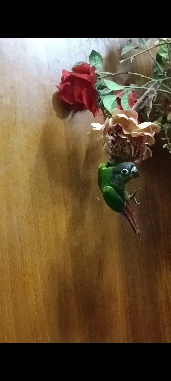 گرینچیک|پرنده|بستان آباد, |دیوار