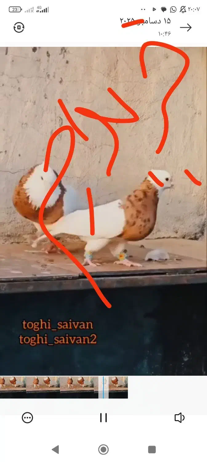 طوقی پرتقالی|پرنده|اهواز, گلستان|دیوار