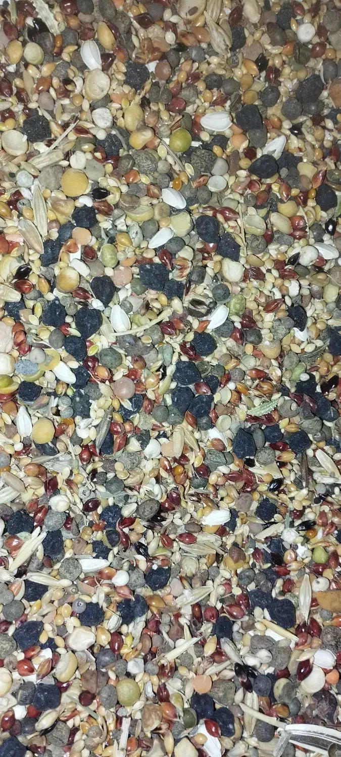 عدس|لوازم جانبی حیوانات|کبودرآهنگ, |دیوار