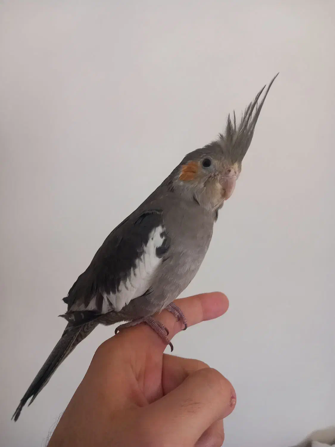 دو تا جوجه عروس هلندی دستی|پرنده|تهران, ارامنه|دیوار