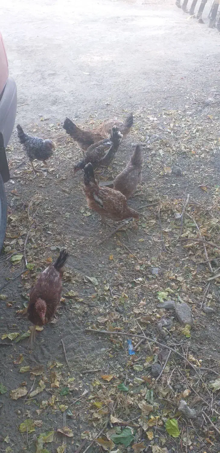 مرغ و خروس|حیوانات مزرعه|فولادشهر, زاینده رود|دیوار