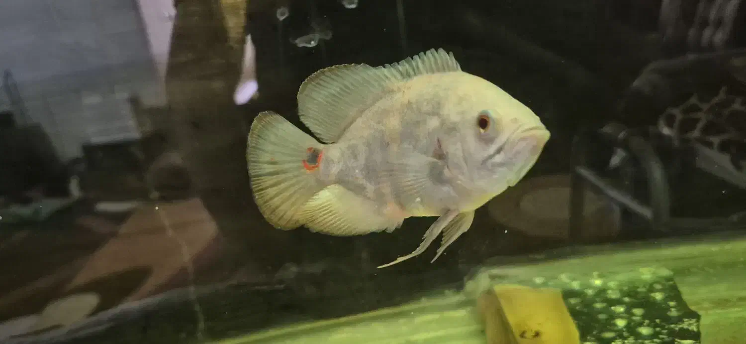 معاوضه ماهی با ماهی|ماهی|شیراز, دروازه اصفهان|دیوار