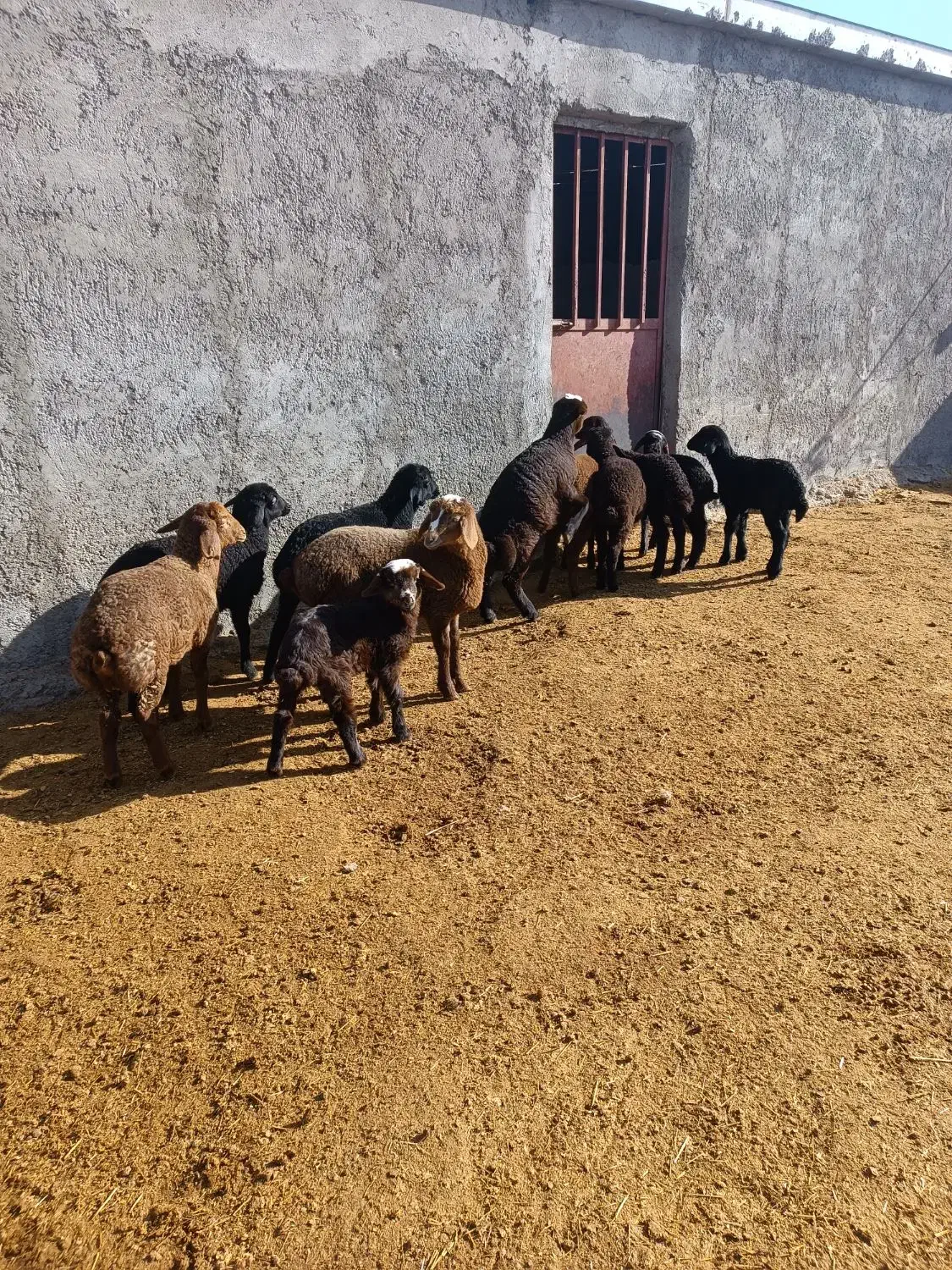 فروش میش|حیوانات مزرعه|بشاریات, |دیوار