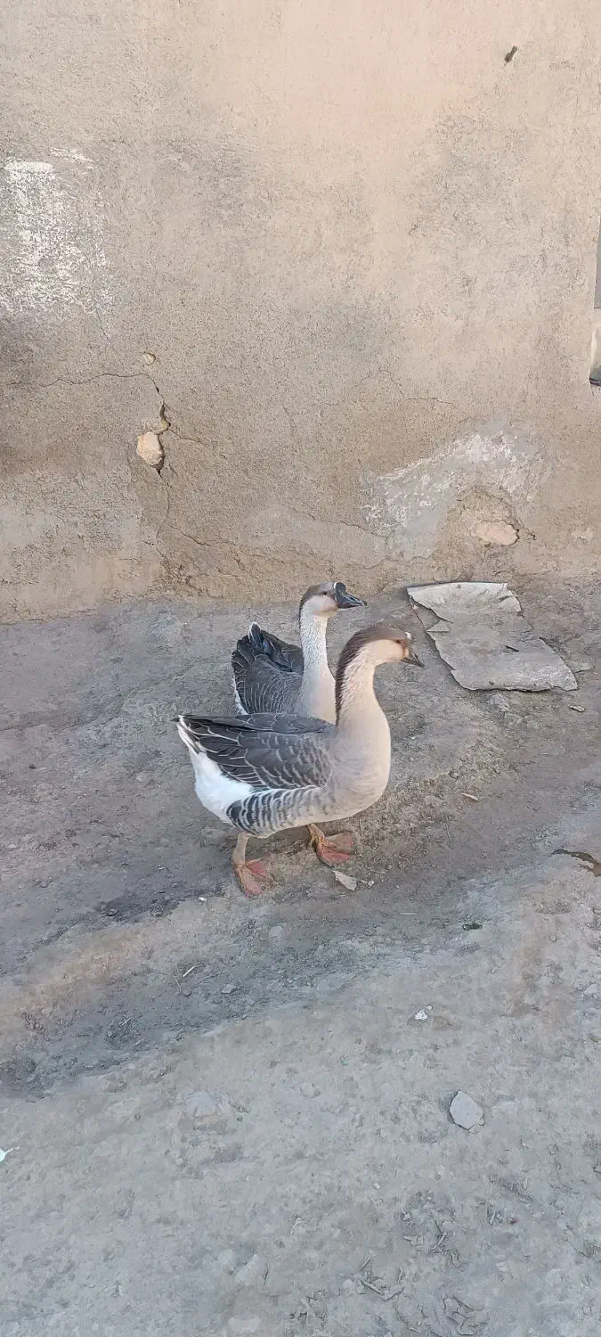 غاز|حیوانات مزرعه|کبودرآهنگ, |دیوار