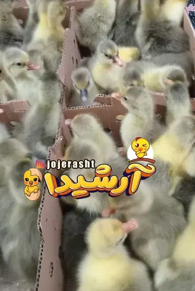 انتخابی مناسب جوجه غازهای یکروزه فروشگاه آرشیدا|حیوانات مزرعه|آستانه اشرفیه, |دیوار