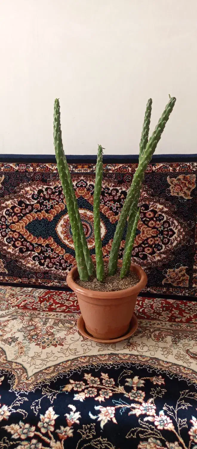 گل کاکتوس|گل و گیاه طبیعی|ملایر, |دیوار