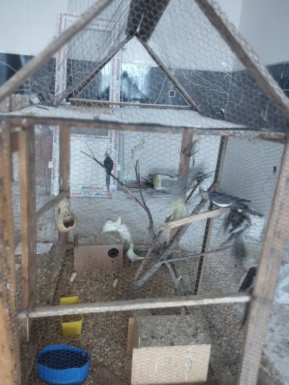 عروس هلندی مولد|پرنده|زید آباد, |دیوار