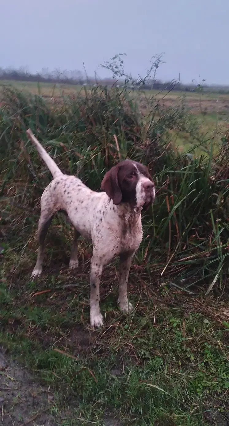 سک شکاری به فروش می‌رسد|سگ|رشت, نظری|دیوار