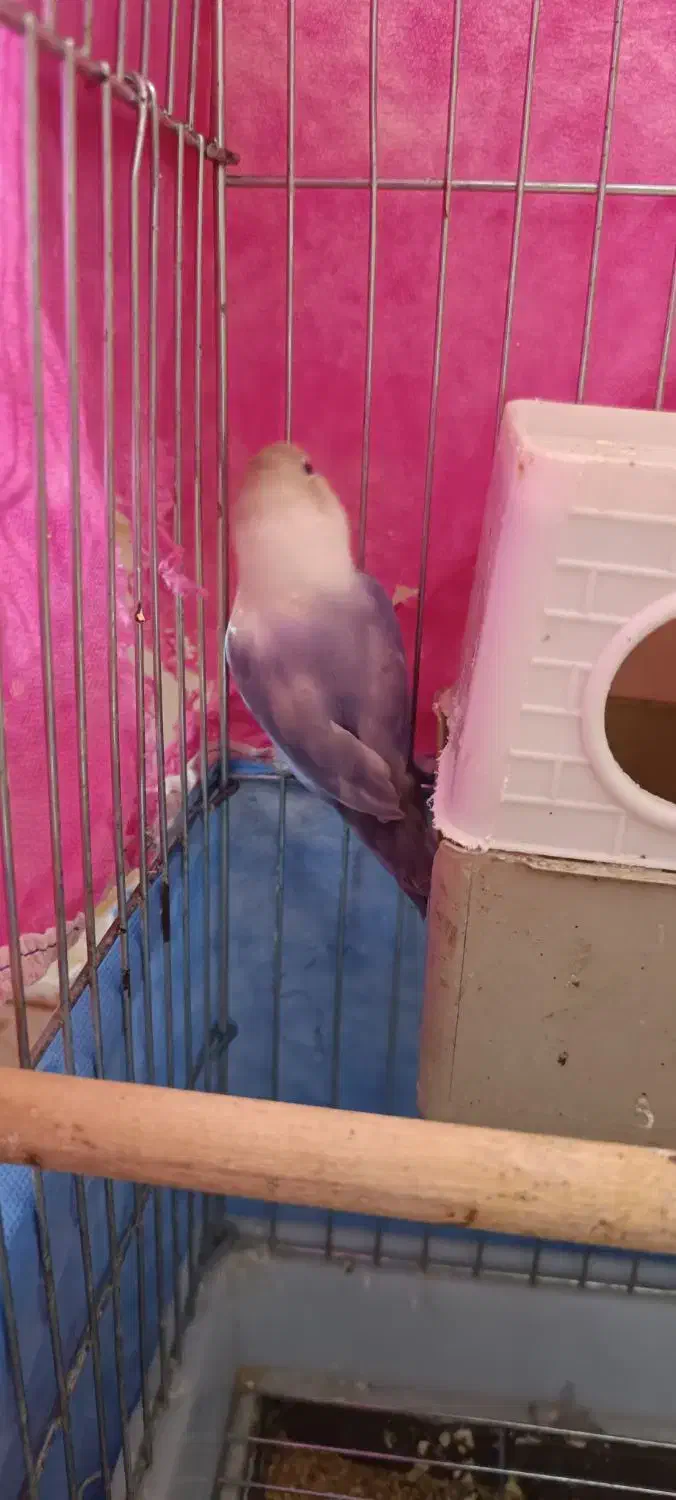 پابلو برزیلی|پرنده|اسلامآباد غرب, |دیوار