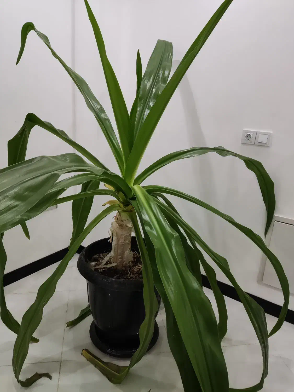 گل برگ موزی بزرگ|گل و گیاه طبیعی|کرمان, |دیوار