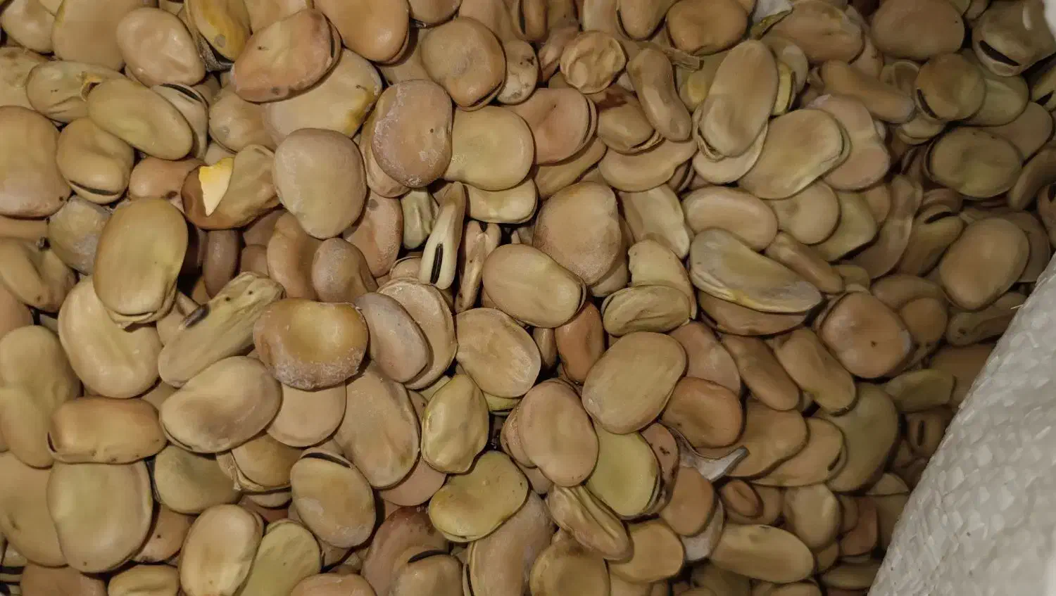 لوبیا چیتی|خوردنی و آشامیدنی|زرندیه, |دیوار