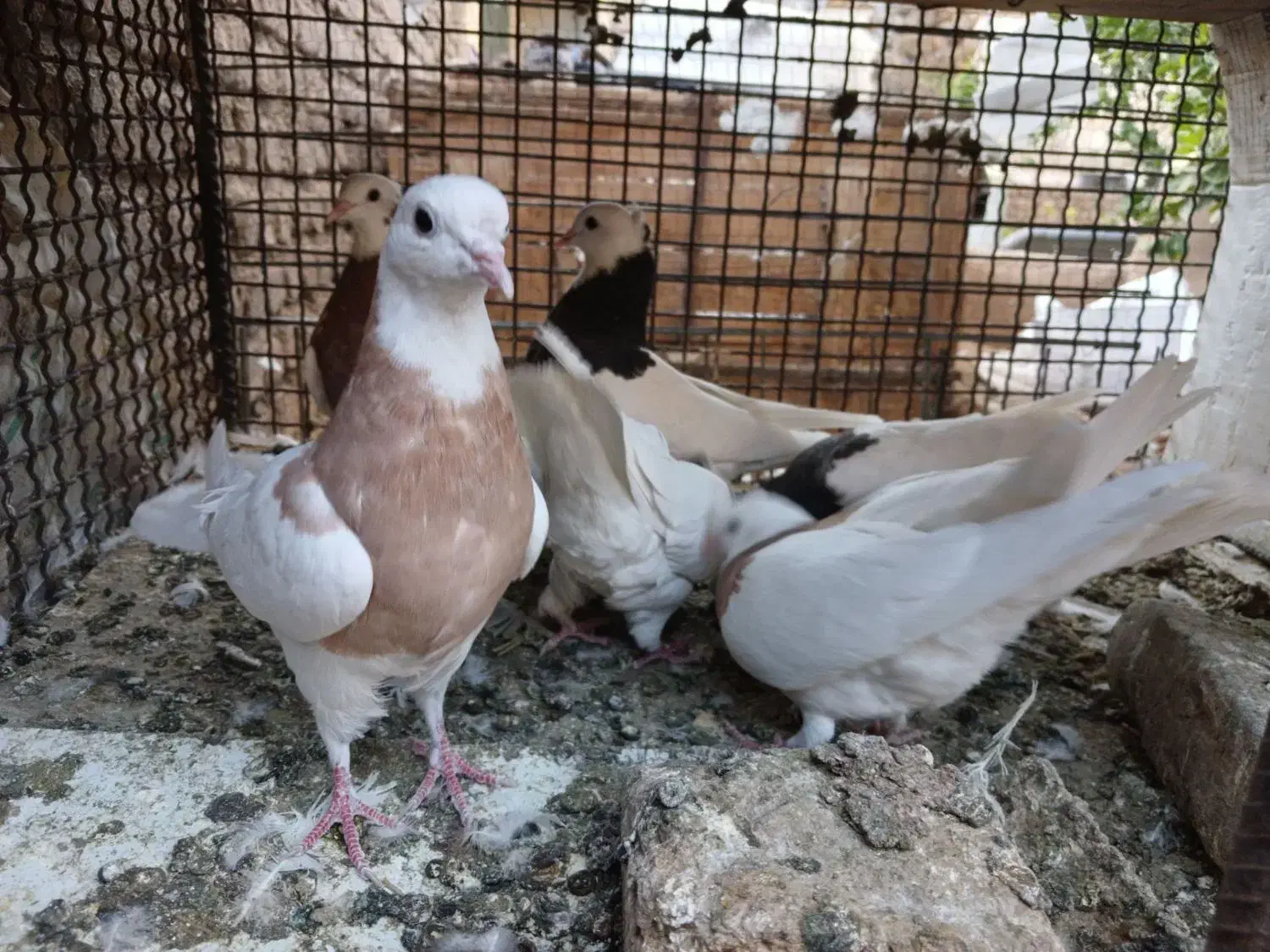 کبوتر فروشی|پرنده|بم, |دیوار