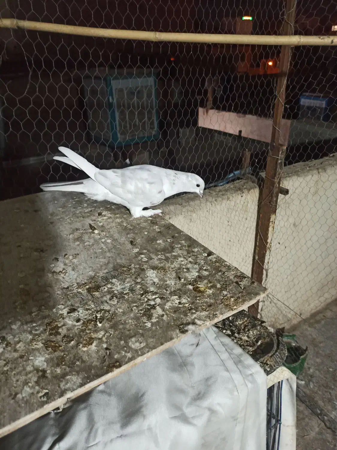 کفتر زمینی و هوایی|پرنده|قم, بلوار امین و ساحلی|دیوار