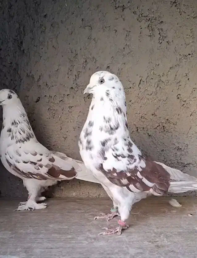 کفتر گم شده|حیوانات|ملایر, |دیوار