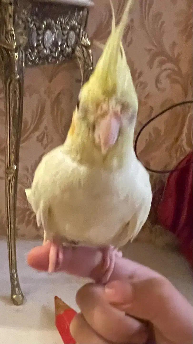 پرنده ی عروس کاملا دستی|پرنده|قم, شهرک قدس|دیوار