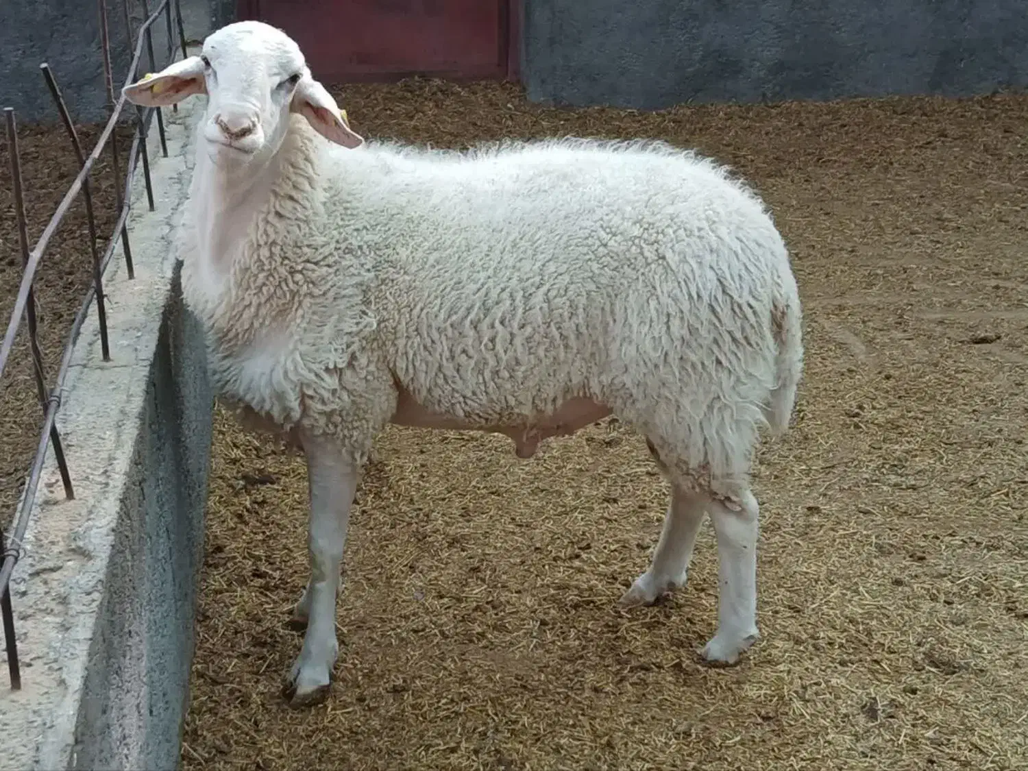 بره و شیشک نزاییده خوش پخت مناسب|حیوانات مزرعه|قم, زنبیل آباد|دیوار