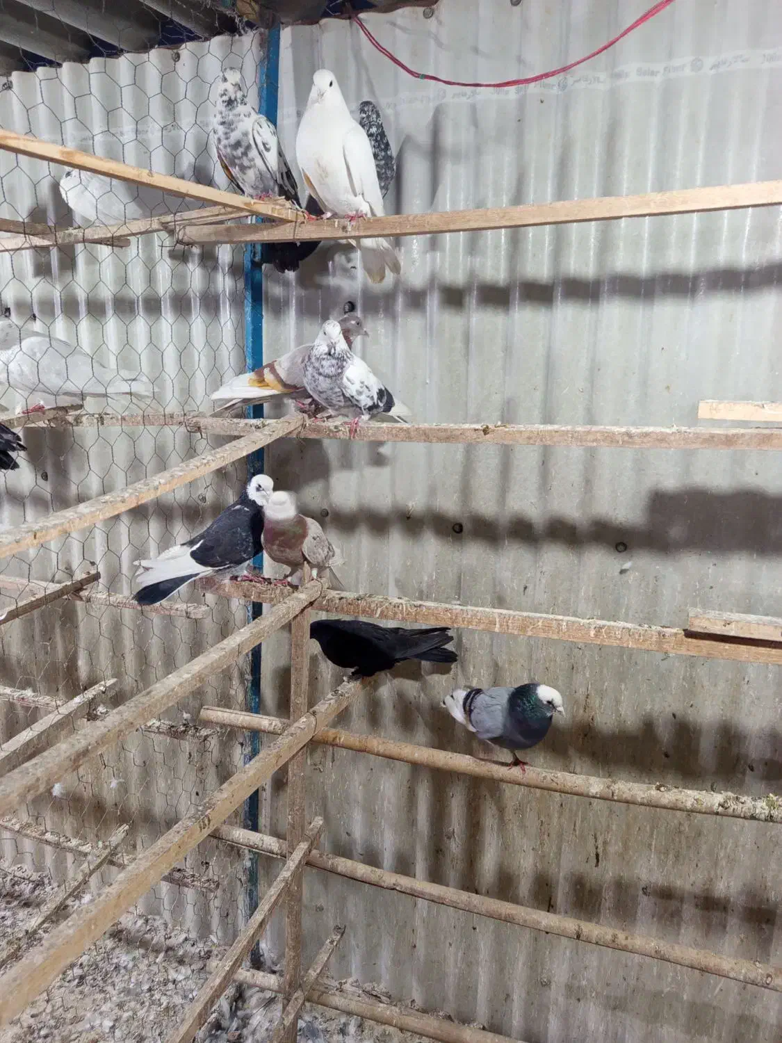 کبوتر|پرنده|قیامدشت - خاورشهر, |دیوار