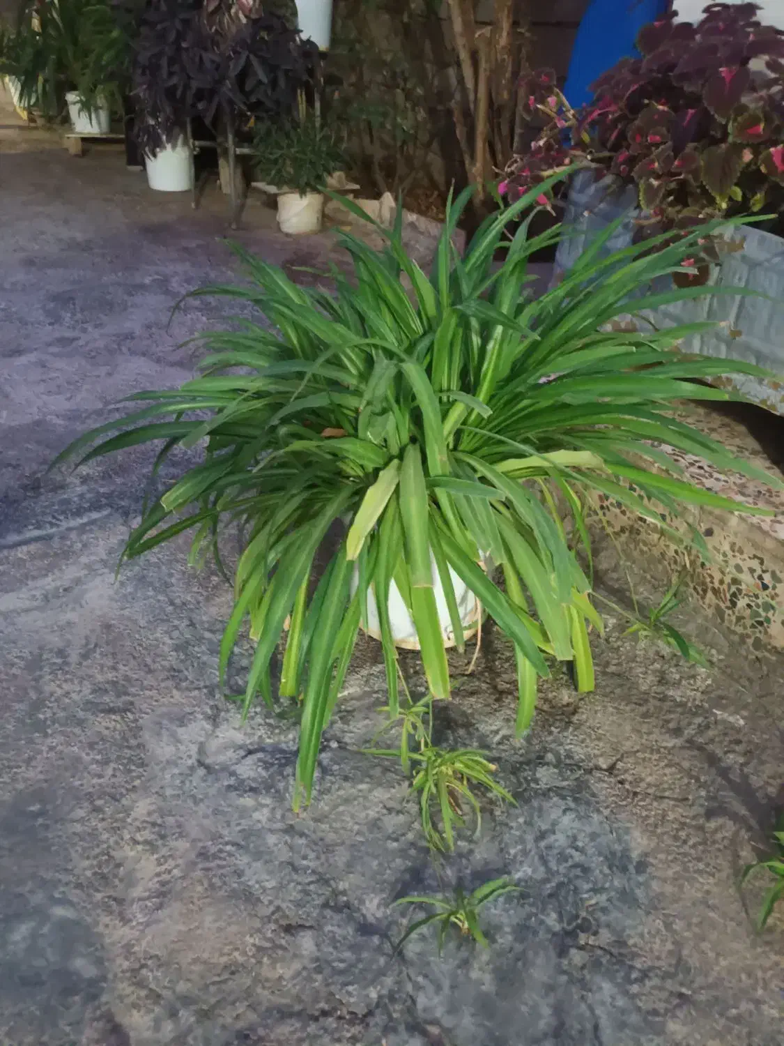 گل طبیعی|گل و گیاه طبیعی|پلدختر, |دیوار