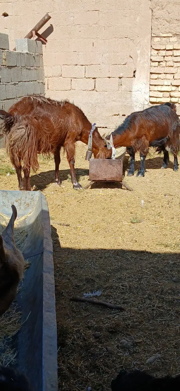 به نام خدا|حیوانات مزرعه|داراب, |دیوار