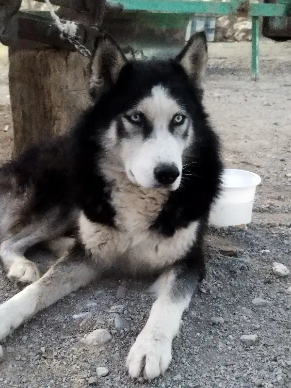 هاسکی|سگ|خرم‌آباد, |دیوار