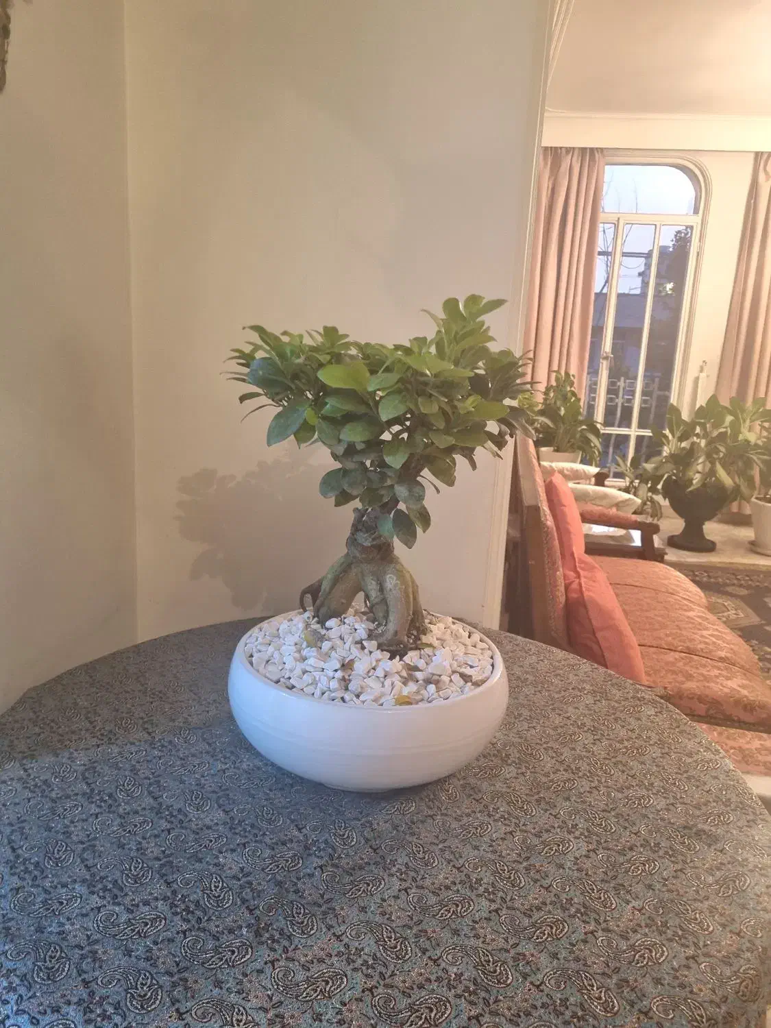 گل و گیاه طبیعی|گل و گیاه طبیعی|تهران, امانیه|دیوار