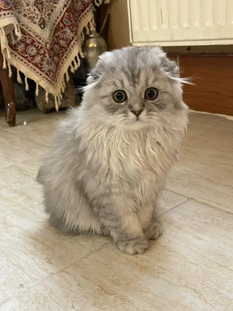 گربه|گربه|شیراز, نارنجستان|دیوار