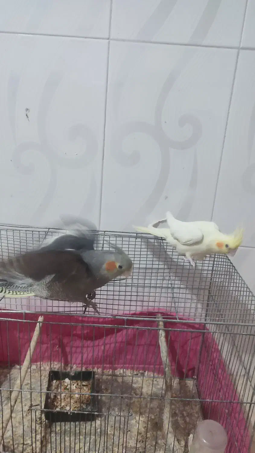 فروش دو عدد عروس هلندی|پرنده|حمیدیا, |دیوار