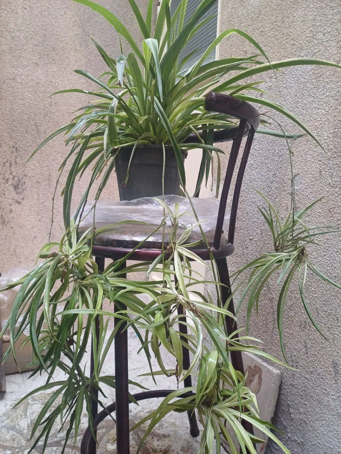 گل گندمی|گل و گیاه طبیعی|تهران, افسریه شمالی|دیوار