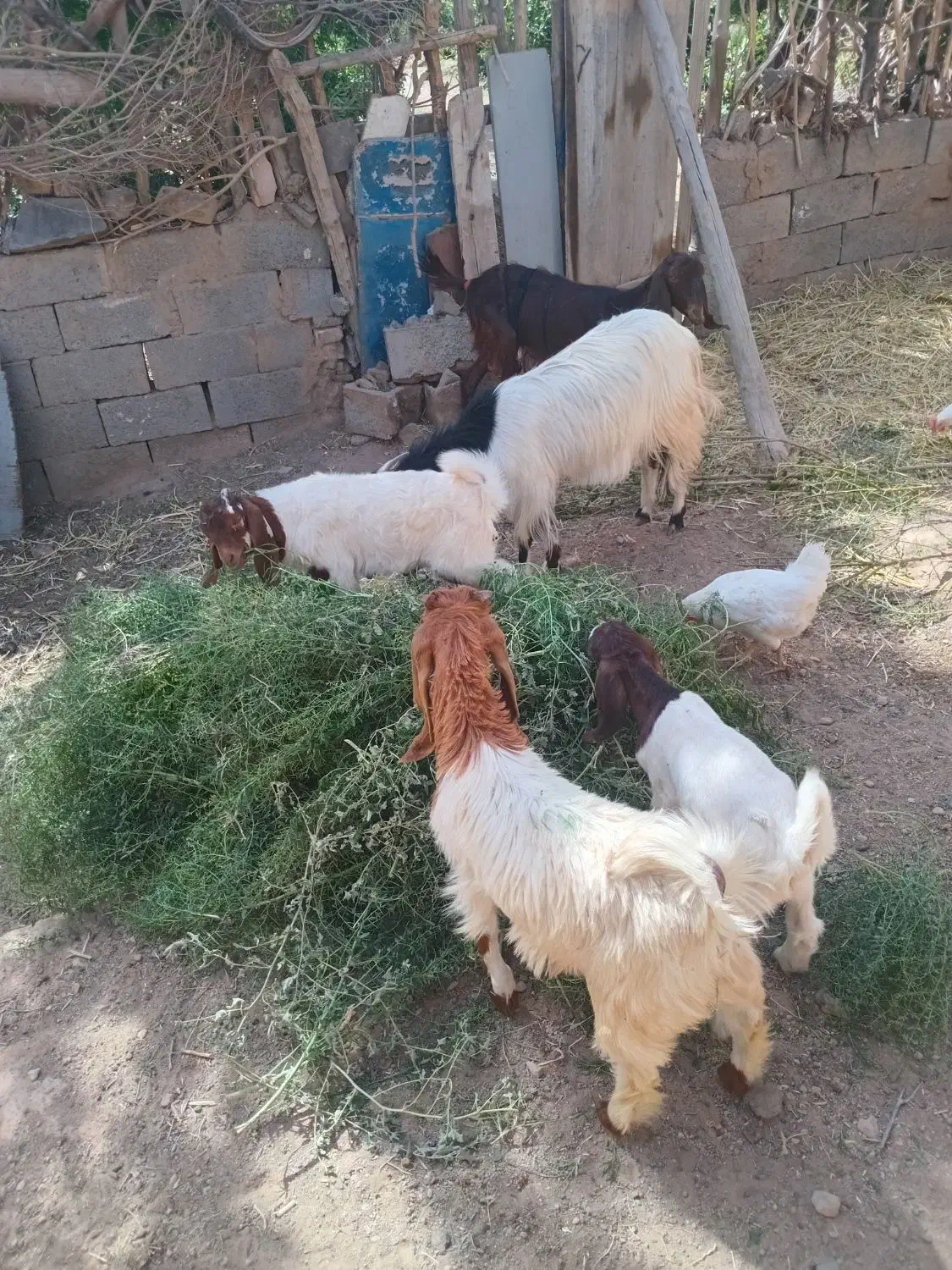 بز و بزغاله|حیوانات مزرعه|خواف, |دیوار