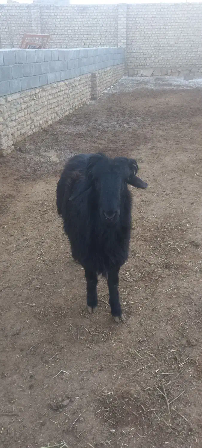 بره قوچ قره قزل مشکی|حیوانات مزرعه|چناران, |دیوار