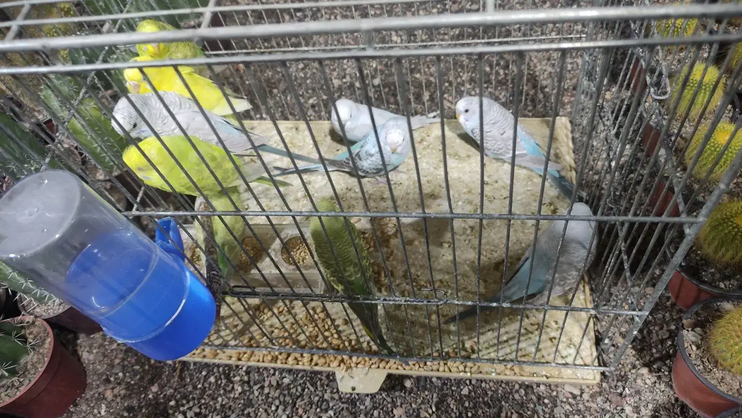 مرغ عشق|پرنده|نیشابور, خیام|دیوار