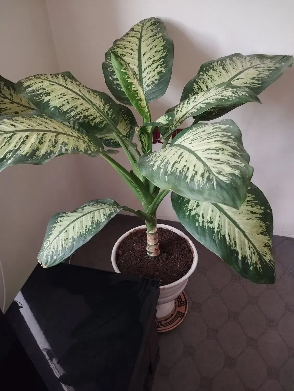 گل سر حال|گل و گیاه طبیعی|شیراز, کوشک میدان|دیوار