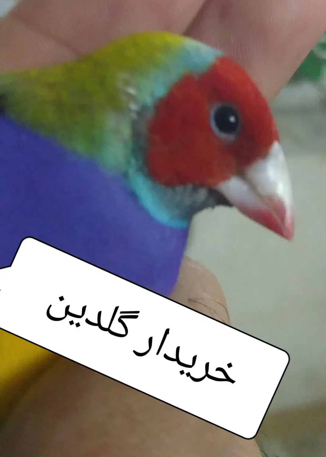 فنچ گلدین|پرنده|خرم‌آباد, |دیوار